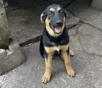 Buttons, a female German Shepherd Dog and Golden Retriever for sale in San Antonio, TX – 1 of 1