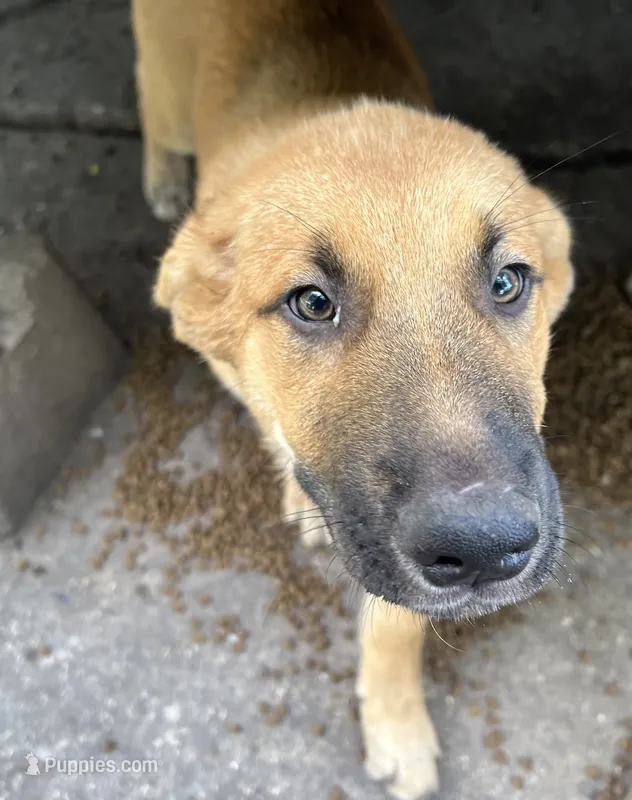 Bella – German Shepherd Dog, Golden Retriever puppy for sale in San Antonio, TX