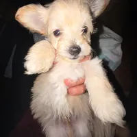 Puppy2, a male Maltipoo and Morkie for sale in Frostproof, FL – Photo 4 of 4