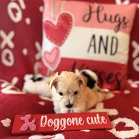 Puppy2, a male Maltipoo and Morkie for sale in Frostproof, FL – Photo 3 of 4