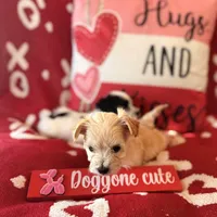 Puppy2, a male Maltipoo and Morkie for sale in Frostproof, FL – Photo 2 of 4