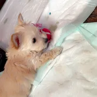 Puppy2, a male Maltipoo and Morkie for sale in Frostproof, FL – Photo 1 of 4