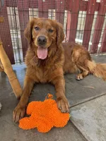 Golden retriever puppies , a male Golden Retriever for sale in Norwalk, CA – Photo 6 of 7