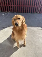 Golden retriever puppies , a male Golden Retriever for sale in Norwalk, CA – Photo 7 of 7