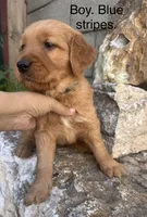 Golden retriever puppies , a male Golden Retriever for sale in Norwalk, CA – Photo 2 of 7