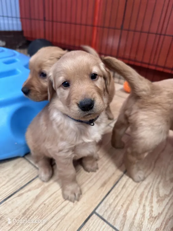 Golden retriever puppies 