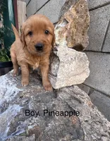 Golden retriever puppies , a male Golden Retriever for sale in Norwalk, CA – Photo 3 of 7