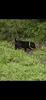Tank, a male Labrador Retriever for sale in Burchard, NE – 4 of 4