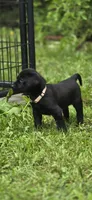 Willow, a female Labrador Retriever for sale in Burchard, NE – 3 of 5
