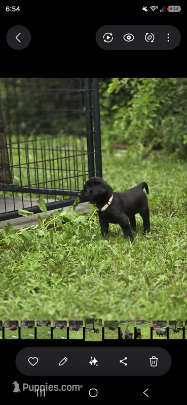 Willow – Labrador Retriever puppy for sale in Burchard, NE