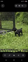 Willow, a female Labrador Retriever for sale in Burchard, NE – 1 of 5