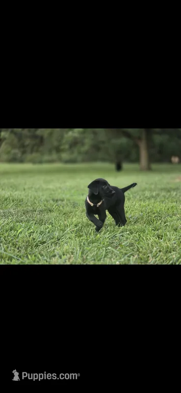 Tank – Labrador Retriever puppy for sale in Burchard, NE