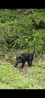 Tank, a male Labrador Retriever for sale in Burchard, NE – 3 of 4