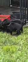 Willow, a female Labrador Retriever for sale in Burchard, NE – 5 of 5