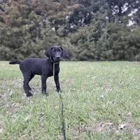 Diesel, a male Labrador Retriever for sale in Burchard, NE – Photo 3 of 6