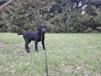 Diesel, a male Labrador Retriever for sale in Burchard, NE – Photo 3 of 6