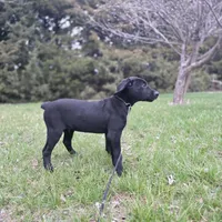 Diesel, a male Labrador Retriever for sale in Burchard, NE – Photo 4 of 6