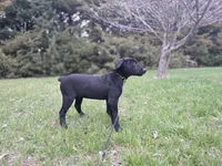 Diesel, a male Labrador Retriever for sale in Burchard, NE – Photo 4 of 6