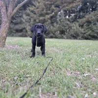 Diesel, a male Labrador Retriever for sale in Burchard, NE – Photo 5 of 6