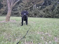 Diesel, a male Labrador Retriever for sale in Burchard, NE – Photo 5 of 6