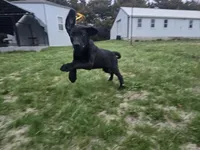 Diesel, a male Labrador Retriever for sale in Burchard, NE – Photo 6 of 6