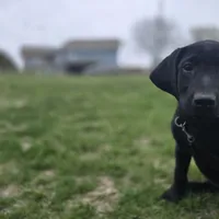 Diesel, a male Labrador Retriever for sale in Burchard, NE – Photo 1 of 6