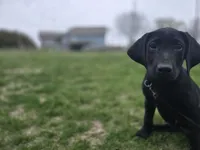 Diesel, a male Labrador Retriever for sale in Burchard, NE – Photo 1 of 6
