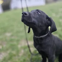 Diesel, a male Labrador Retriever for sale in Burchard, NE – Photo 2 of 6