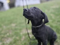 Diesel, a male Labrador Retriever for sale in Burchard, NE – Photo 2 of 6