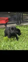 Willow, a female Labrador Retriever for sale in Burchard, NE – 4 of 5