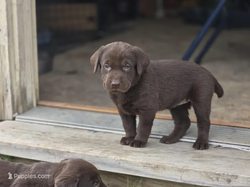 togo – Labrador Retriever puppy for sale in Burchard, NE