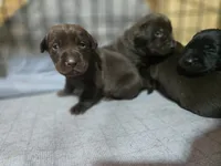 togo, a male Labrador Retriever for sale in Burchard, NE – Photo 2 of 2