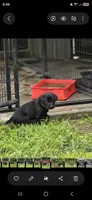 Tank, a male Labrador Retriever for sale in Burchard, NE – 2 of 4