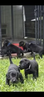 Willow, a female Labrador Retriever for sale in Burchard, NE – 2 of 5