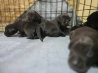 luna, a female Labrador Retriever for sale in Burchard, NE – Photo 2 of 2