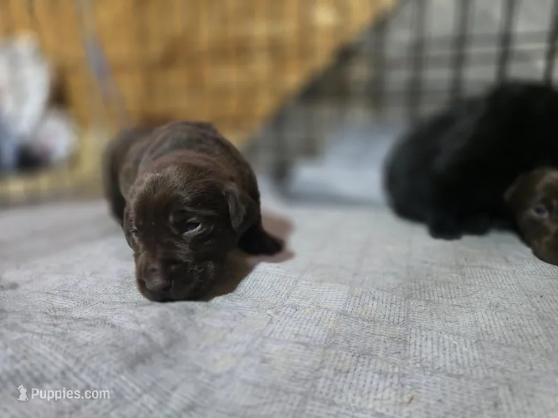 luna – Labrador Retriever puppy for sale in Burchard, NE