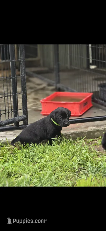 Tank – Labrador Retriever puppy for sale in Burchard, NE