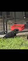 Tank, a male Labrador Retriever for sale in Burchard, NE – 1 of 4
