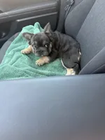 Diva , a female French Bulldog for sale in Tucson, AZ – 4 of 4