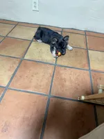 Diva , a female French Bulldog for sale in Tucson, AZ – 2 of 4