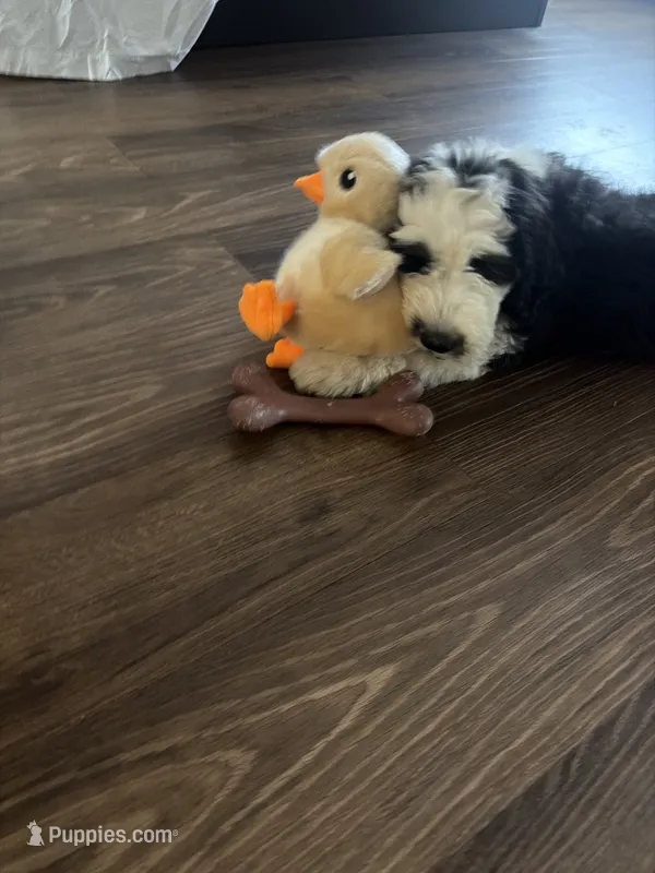 Texas – Sheepadoodle puppy for sale in Tucson, AZ
