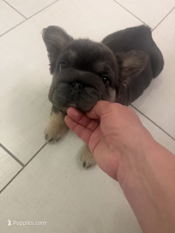 Diva  – French Bulldog puppy for sale in Tucson, AZ