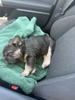 Diva , a female French Bulldog for sale in Tucson, AZ – 3 of 4