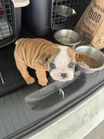 Akc butchie, a female English Bulldog for sale in Tucson, AZ – Photo 3 of 3