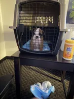 Akc butchie, a female English Bulldog for sale in Tucson, AZ – Photo 2 of 3