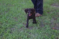 Jack, a male Boykin Spaniel for sale in Jacksonville, GA – 2 of 8