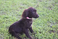 Mystery, a female Boykin Spaniel for sale in Jacksonville, GA – 4 of 9