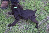 Hunter, a male Boykin Spaniel for sale in Jacksonville, GA – 8 of 10