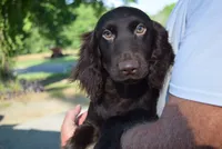 Jack, a male Boykin Spaniel for sale in Jacksonville, GA – 3 of 8