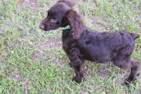 Hunter, a male Boykin Spaniel for sale in Jacksonville, GA – 3 of 10